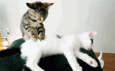 Pussy Massage Gifs